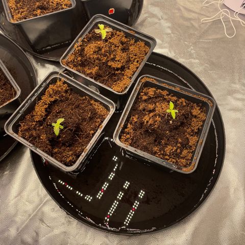 Candy Pave/100k/tix tax/oreoz/morositax/game time growlog timeline photo