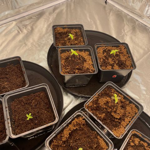 Candy Pave/100k/tix tax/oreoz/morositax/game time growlog timeline photo