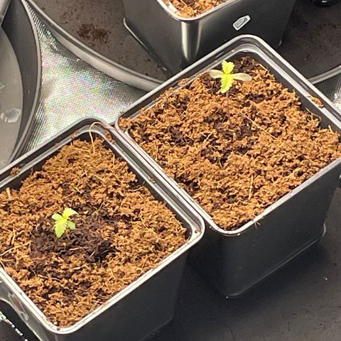 Candy Pave/100k/tix tax/oreoz/morositax/game time growlog timeline photo