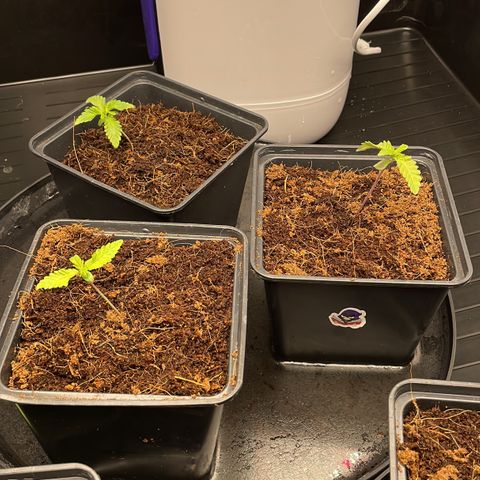 Candy Pave/100k/tix tax/oreoz/morositax/game time growlog timeline photo