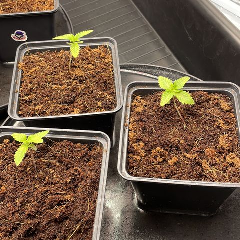 Candy Pave/100k/tix tax/oreoz/morositax/game time growlog timeline photo