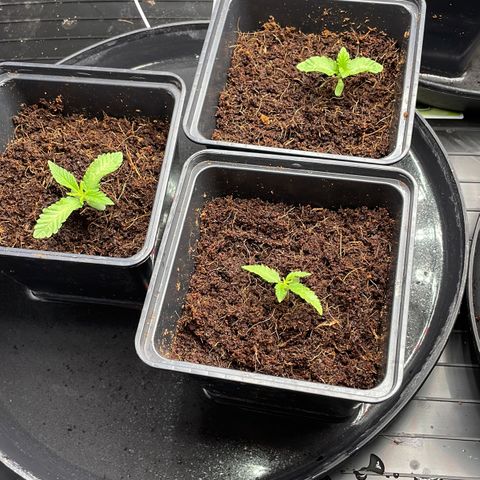 Candy Pave/100k/tix tax/oreoz/morositax/game time growlog timeline photo