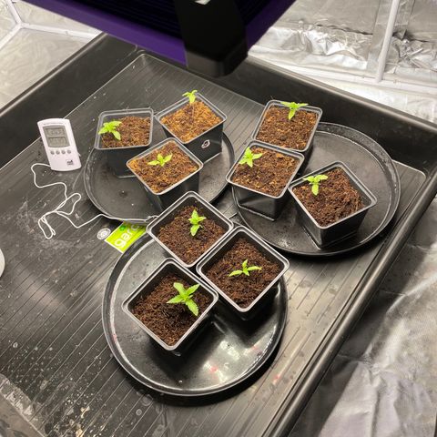Candy Pave/100k/tix tax/oreoz/morositax/game time growlog timeline photo