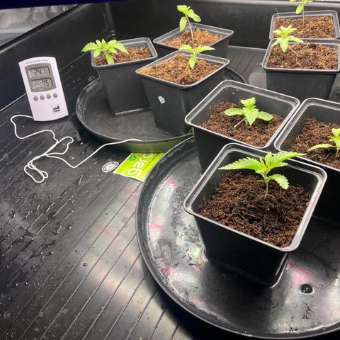 Candy Pave/100k/tix tax/oreoz/morositax/game time growlog timeline photo