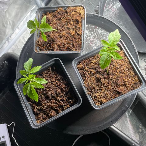 Candy Pave/100k/tix tax/oreoz/morositax/game time growlog timeline photo