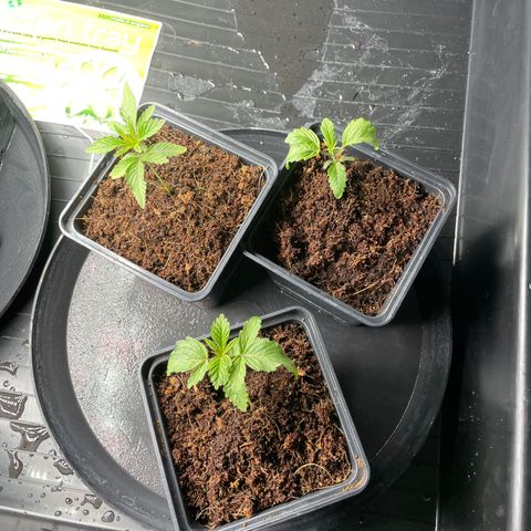 Candy Pave/100k/tix tax/oreoz/morositax/game time growlog timeline photo