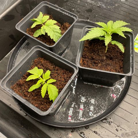 Candy Pave/100k/tix tax/oreoz/morositax/game time growlog timeline photo