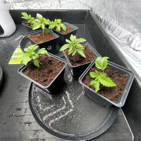 Candy Pave/100k/tix tax/oreoz/morositax/game time growlog timeline photo