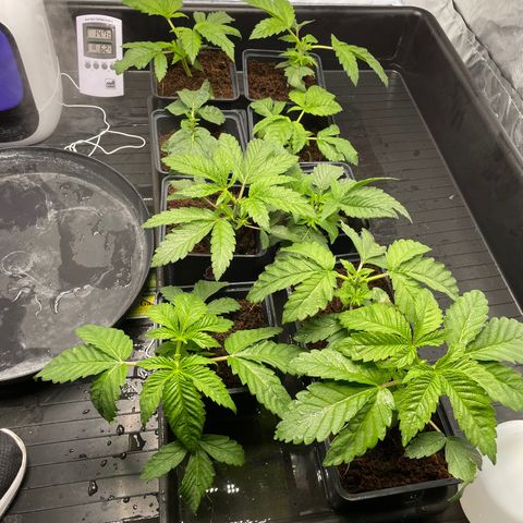 Candy Pave/100k/tix tax/oreoz/morositax/game time growlog timeline photo