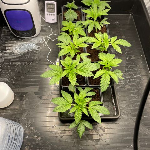 Candy Pave/100k/tix tax/oreoz/morositax/game time growlog timeline photo