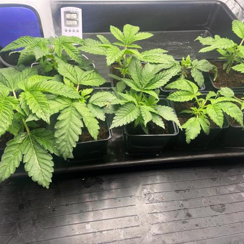 Candy Pave/100k/tix tax/oreoz/morositax/game time growlog timeline photo