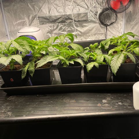 Candy Pave/100k/tix tax/oreoz/morositax/game time growlog timeline photo
