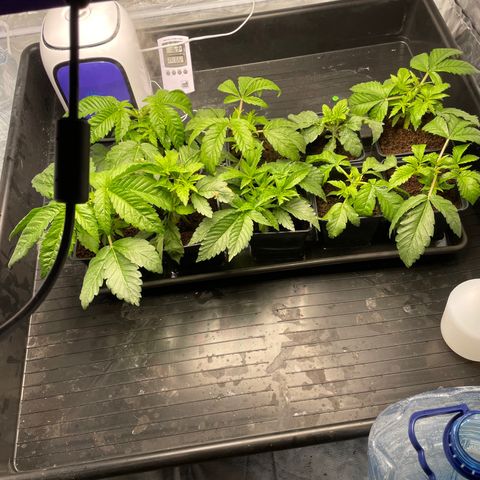 Candy Pave/100k/tix tax/oreoz/morositax/game time growlog timeline photo