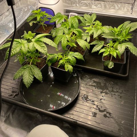 Candy Pave/100k/tix tax/oreoz/morositax/game time growlog timeline photo
