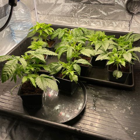 Candy Pave/100k/tix tax/oreoz/morositax/game time growlog timeline photo