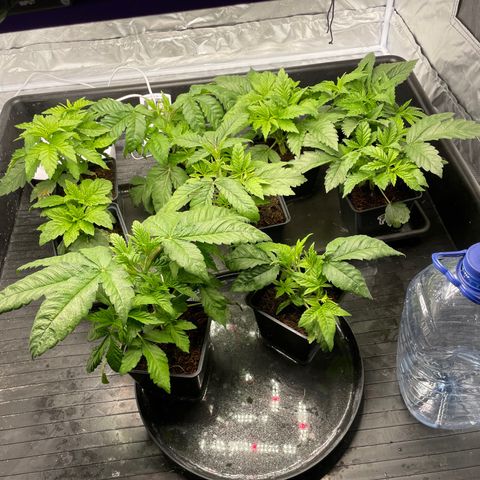 Candy Pave/100k/tix tax/oreoz/morositax/game time growlog timeline photo