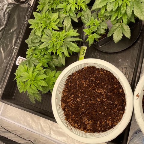 Candy Pave/100k/tix tax/oreoz/morositax/game time growlog timeline photo