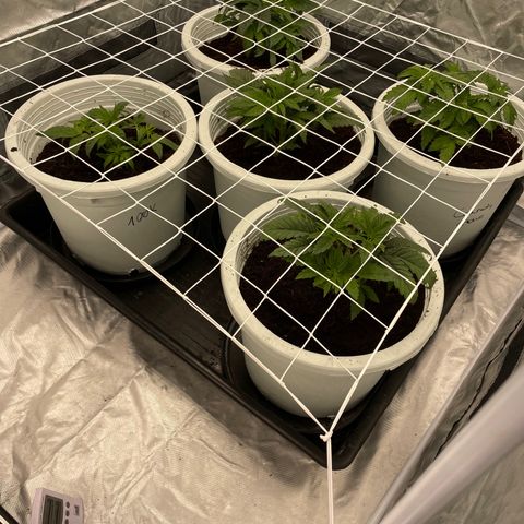 Candy Pave/100k/tix tax/oreoz/morositax/game time growlog timeline photo