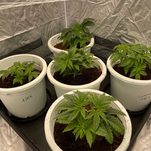 Candy Pave/100k/tix tax/oreoz/morositax/game time growlog timeline photo