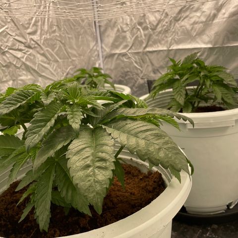 Candy Pave/100k/tix tax/oreoz/morositax/game time growlog timeline photo