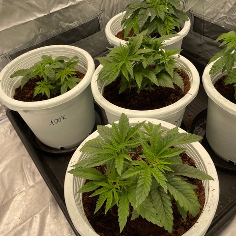 Candy Pave/100k/tix tax/oreoz/morositax/game time growlog timeline photo