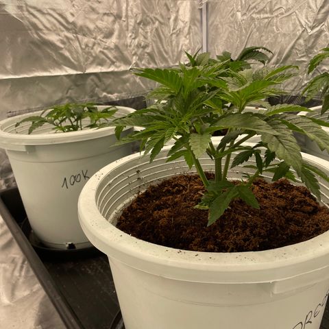 Candy Pave/100k/tix tax/oreoz/morositax/game time growlog timeline photo
