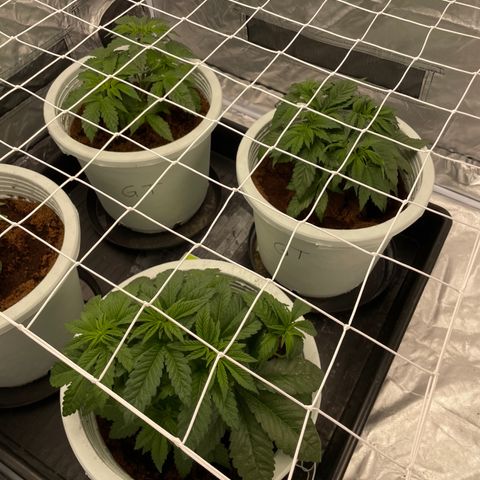 Candy Pave/100k/tix tax/oreoz/morositax/game time growlog timeline photo
