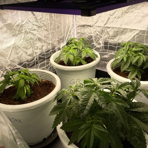 Candy Pave/100k/tix tax/oreoz/morositax/game time growlog timeline photo
