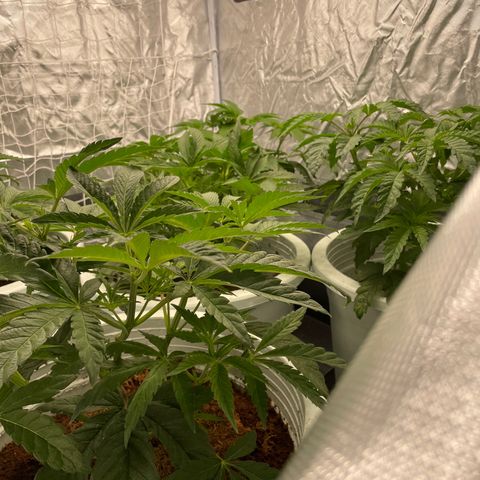 Candy Pave/100k/tix tax/oreoz/morositax/game time growlog timeline photo
