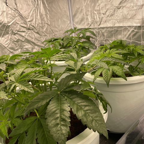 Candy Pave/100k/tix tax/oreoz/morositax/game time growlog timeline photo