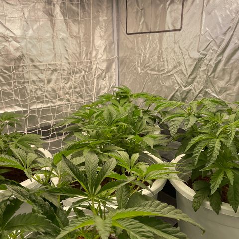 Candy Pave/100k/tix tax/oreoz/morositax/game time growlog timeline photo