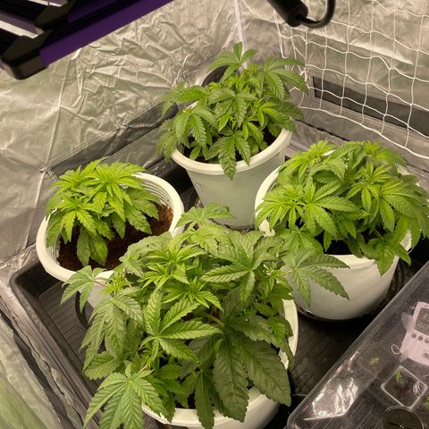 Candy Pave/100k/tix tax/oreoz/morositax/game time growlog timeline photo