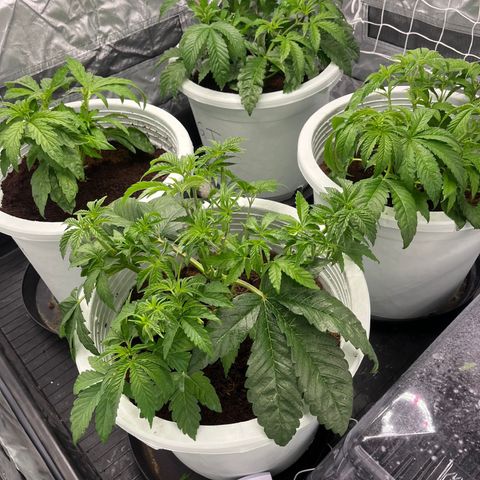 Candy Pave/100k/tix tax/oreoz/morositax/game time growlog timeline photo