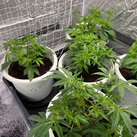 Candy Pave/100k/tix tax/oreoz/morositax/game time growlog timeline photo