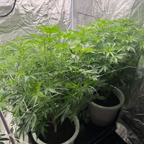 Candy Pave/100k/tix tax/oreoz/morositax/game time growlog timeline photo