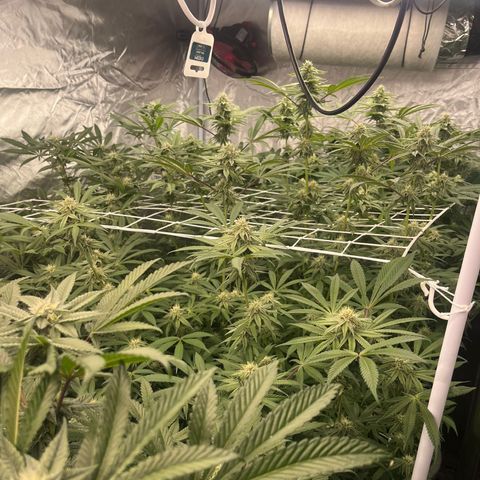 Candy Pave/100k/tix tax/oreoz/morositax/game time growlog timeline photo