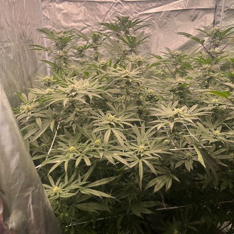 Candy Pave/100k/tix tax/oreoz/morositax/game time growlog timeline photo