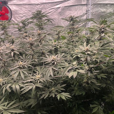 Candy Pave/100k/tix tax/oreoz/morositax/game time growlog timeline photo