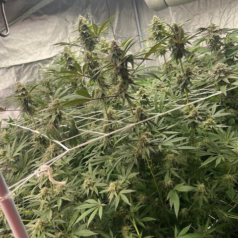 Candy Pave/100k/tix tax/oreoz/morositax/game time growlog timeline photo
