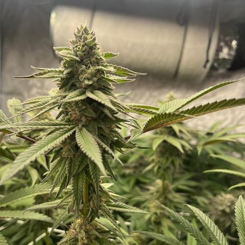 Candy Pave/100k/tix tax/oreoz/morositax/game time growlog timeline photo