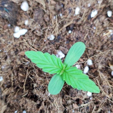 Critical Auto XXL #2 growlog photo: J+9