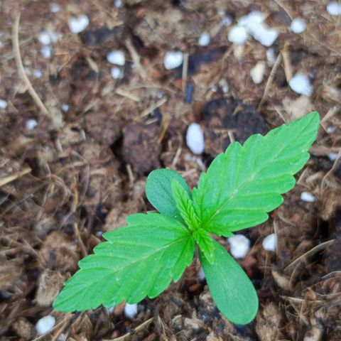Critical Auto XXL #2 growlog photo: J+11