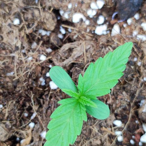 Critical Auto XXL #2 growlog photo: J+11