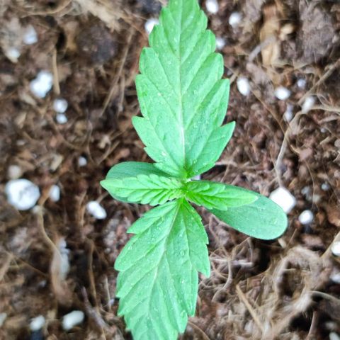 Critical Auto XXL #2 growlog photo: J+12