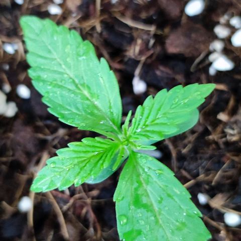Critical Auto XXL #2 growlog photo: J+14