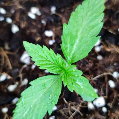 Critical Auto XXL #2 growlog photo: J+14