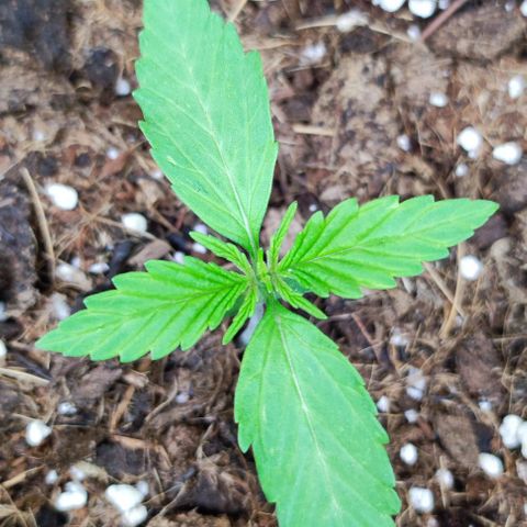Critical Auto XXL #2 growlog photo: J+15