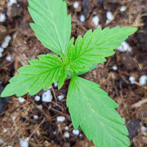 Critical Auto XXL #2 growlog photo: J+15