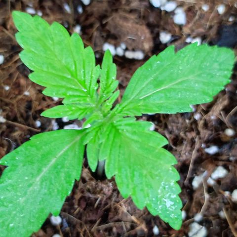 Critical Auto XXL #2 growlog photo: J+16