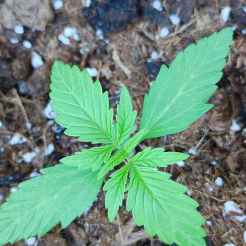 Critical Auto XXL #2 growlog photo: J+17